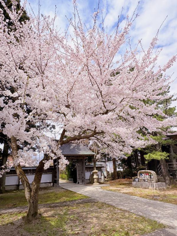 ’26 長井市内の桜開花情報（4月15日)：画像