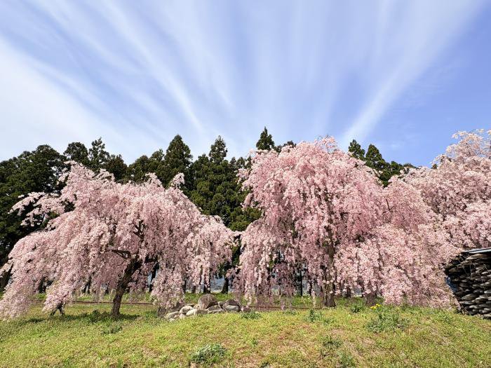 ’26 長井市内の桜開花情報（4月20日)：画像