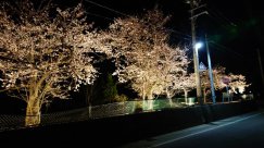 桜！ライトアップ　綺麗です観に来て下さい！：画像
