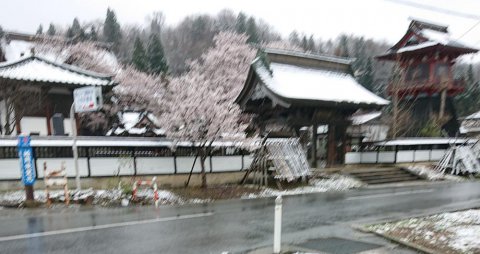 雪と桜3：画像