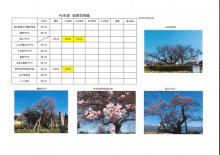 4月4日桜開花情報：画像