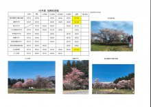 4月10日桜開花情報：画像