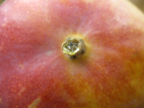 アップルマンゴの頭のてっぺんです。：画像