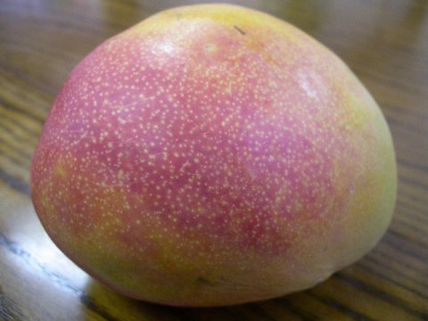 アップルマンゴのおしりです。：画像