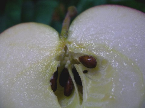 甘味と酸味がほどよく、果汁の多いりんごです。：画像