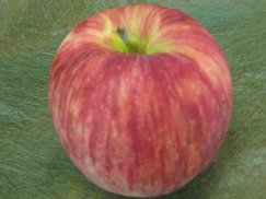 山形県天童産《つがる》早生種　夏のりんご：画像