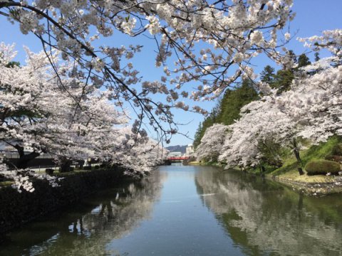 2015-4-23 松が岬公園の桜：画像