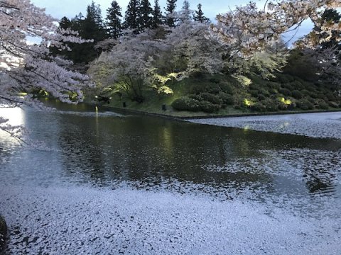2019-4-25 上杉神社の花筏：画像