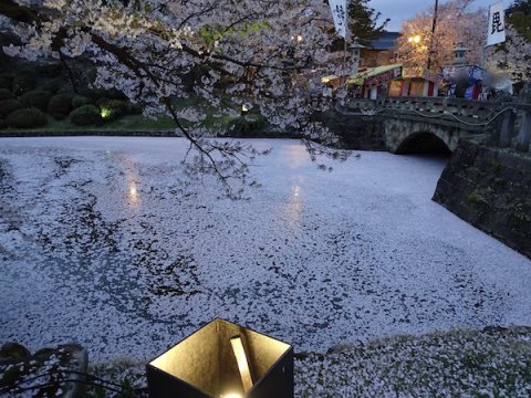 2019-4-25 上杉神社の桜：画像