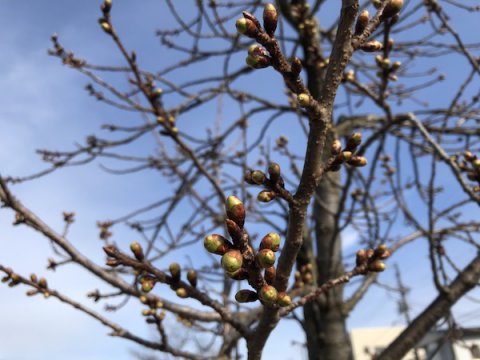 2020-3-30 松が岬公園の桜：画像