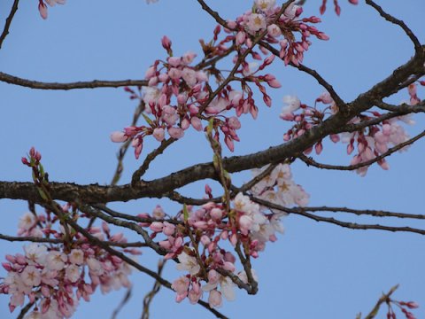 2020-4-7 上杉神社の桜：画像