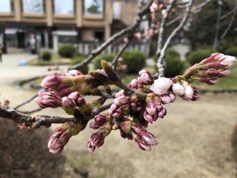 2020-4-8 上杉神社の桜：画像
