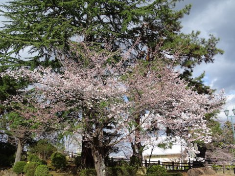 2020-4-14 上杉神社の桜：画像