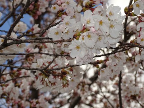 2020-4-14 松が岬公園の桜：画像