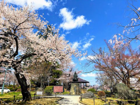 2020-4-16 上杉神社の桜：画像