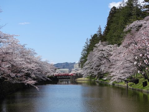2020-4-16 松が岬公園の桜：画像