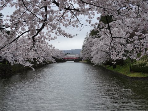 2020-4-23 松が岬公園の桜：画像