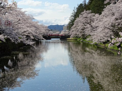 2020-4-24 上杉神社の桜：画像