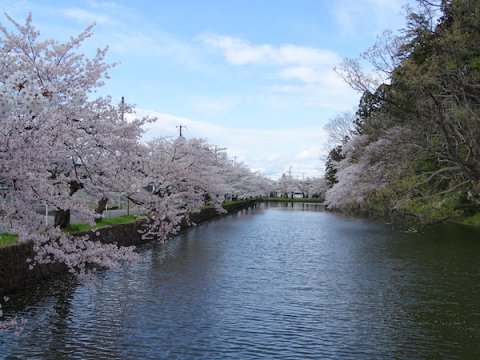 2020-4-24 上杉神社の桜：画像