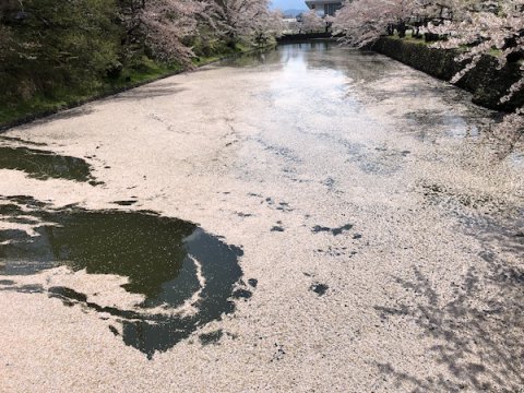 2020-4-28 上杉神社の桜：画像