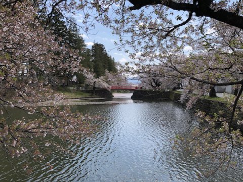 2020-4-28 上杉神社の桜：画像