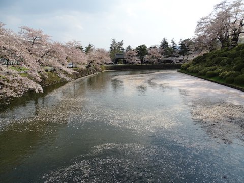 2020-4-29 上杉神社の桜：画像