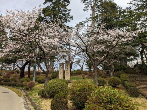 基準木の桜　満開に近い：画像