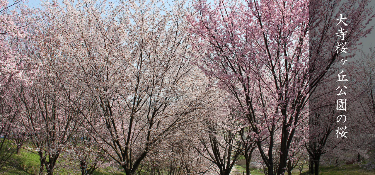 大寺桜ヶ丘公園の桜