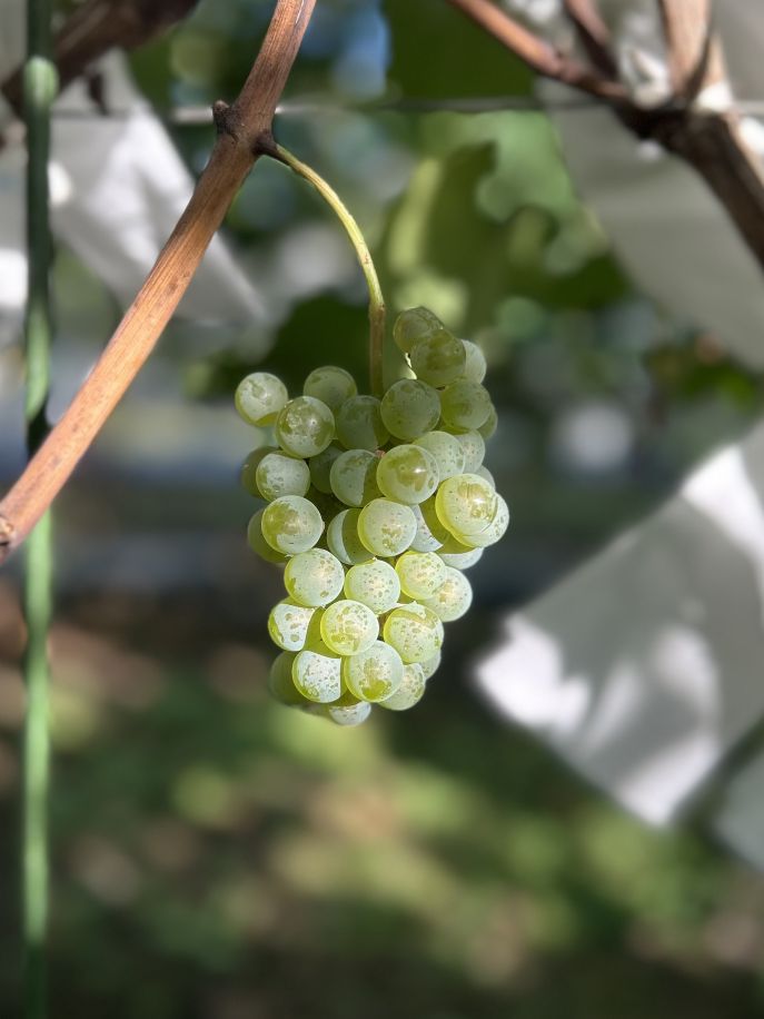 芦沢農園: ブドウの苗木販売