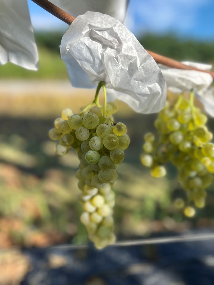 白樺 苗木 6本 1.4メートル+小苗6本 山葡萄苗木セット 白樺 苗木 6本