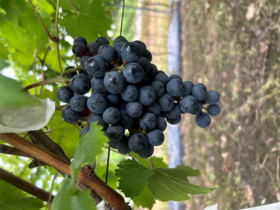 芦沢農園: ブドウの苗木販売