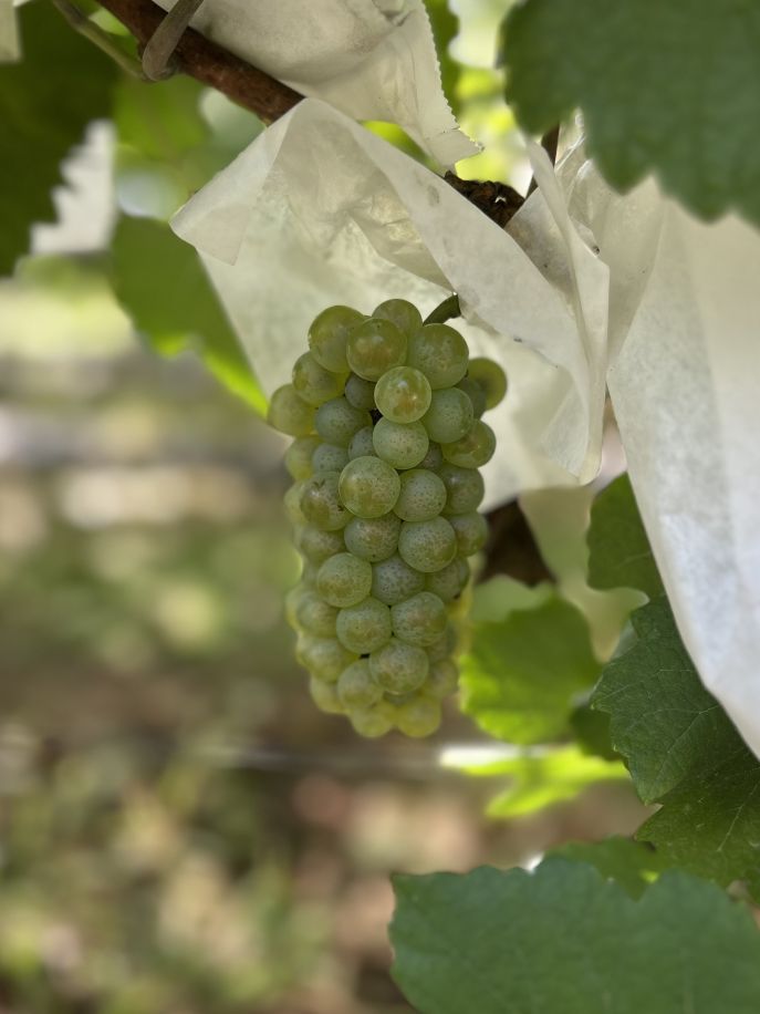 メトロノーム　ワイン用ぶどう苗83本 メトロノーム ワイン用ぶどう苗83本 メトロノーム ワイン用ぶどう苗83