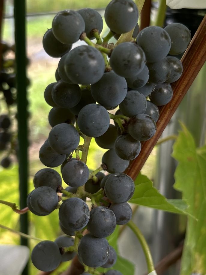 芦沢農園: ブドウの苗木販売