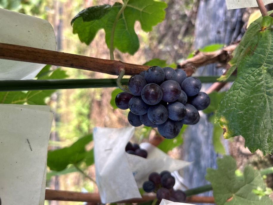 メトロノーム　ワイン用ぶどう苗83本 芦沢農園: ブドウの苗木販売