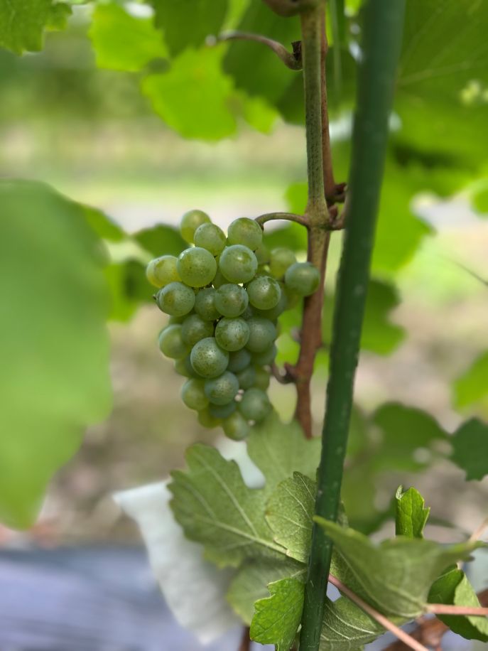 芦沢農園: ブドウの苗木販売