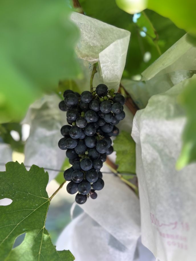 芦沢農園: ブドウの苗木販売