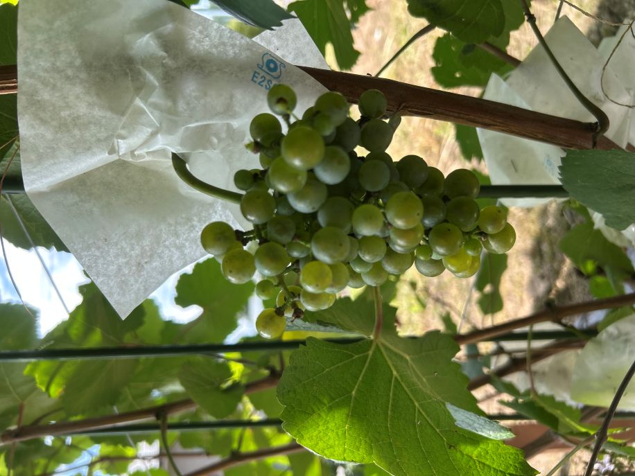 芦沢農園: ブドウの苗木販売