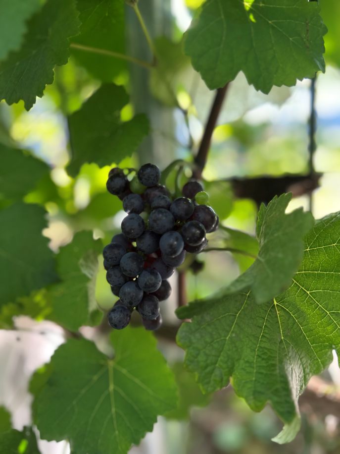 芦沢農園: ブドウの苗木販売