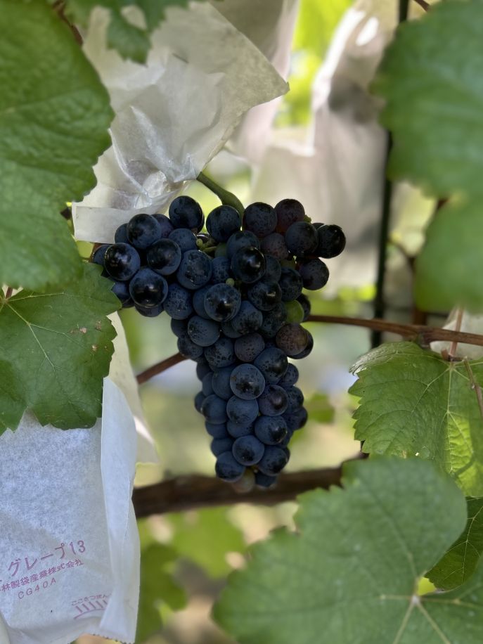 芦沢農園: ブドウの苗木販売