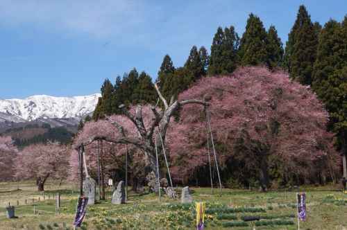 4 開花状況 一社 白鷹町観光協会 公式サイト