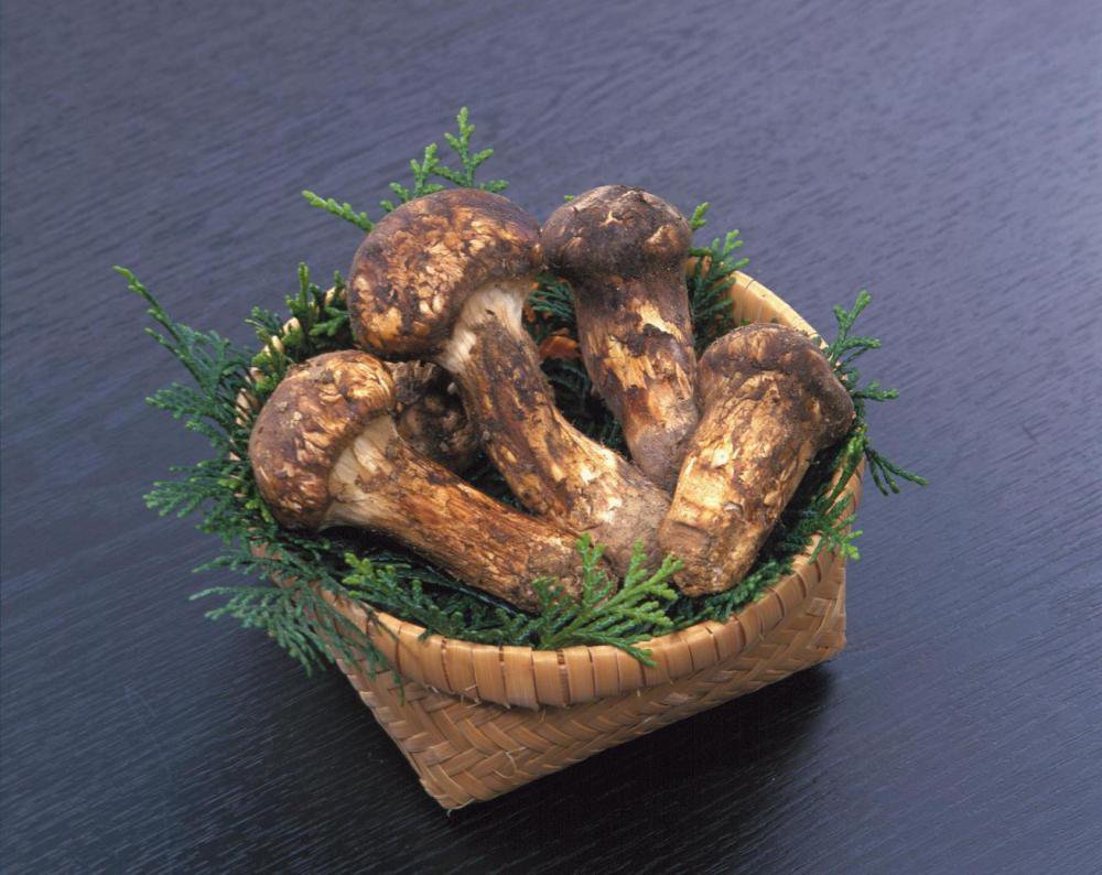 �������϶��ҤޤĤ����� ��������ס��֤������Ȥ���ʪ��ʪ����ס�����