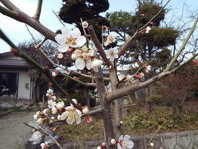���ߤ��餭�Ϥ�ޤ�������������
