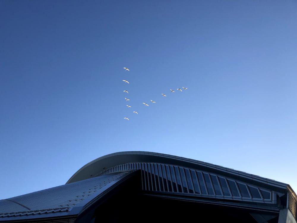 Victory SWAN������