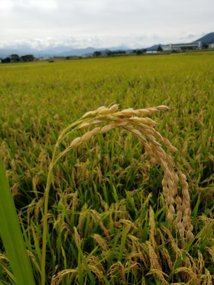 ���������𴢤�Ϥ�褦���ʤ���������