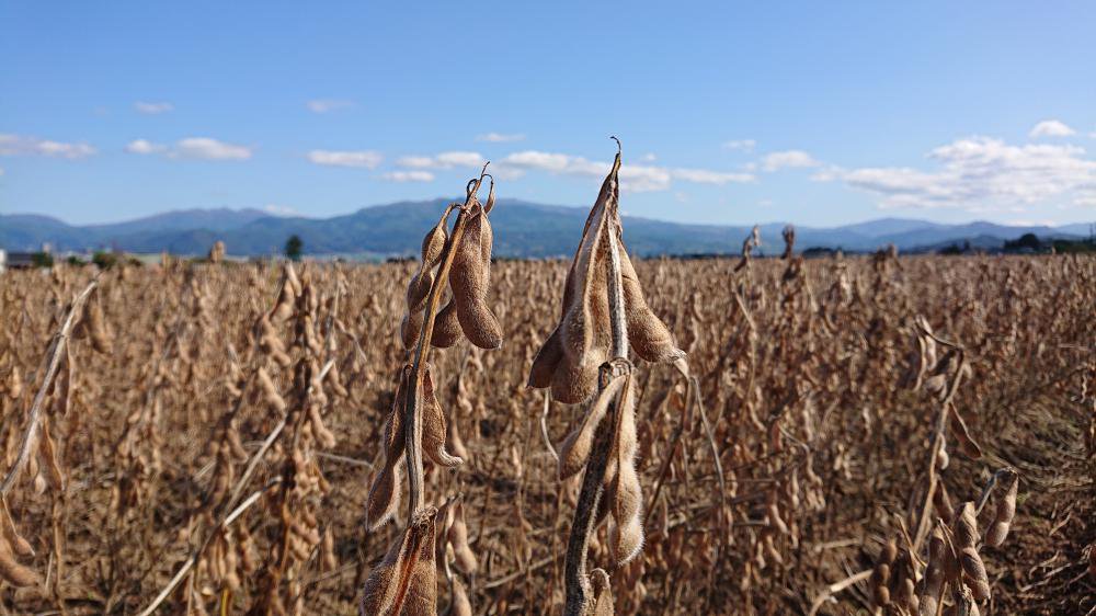 ���ϴֶᡧ����