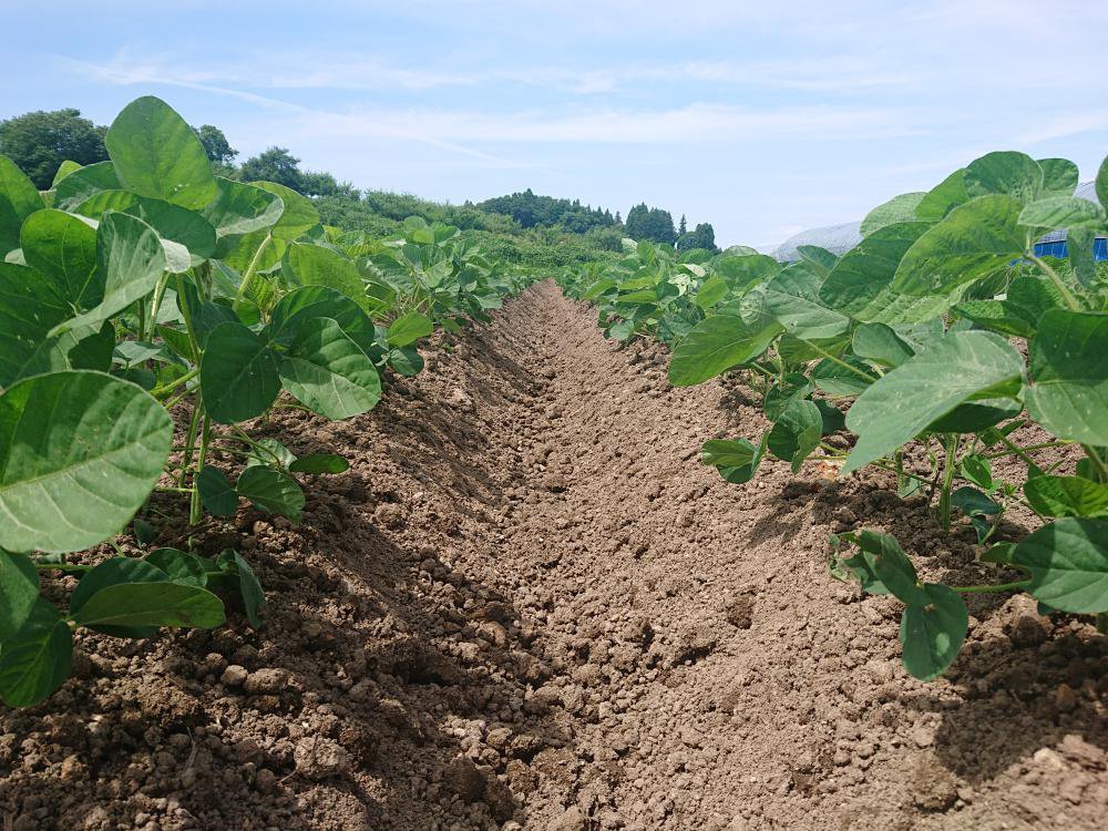 ��Ʀ������ڡ�����