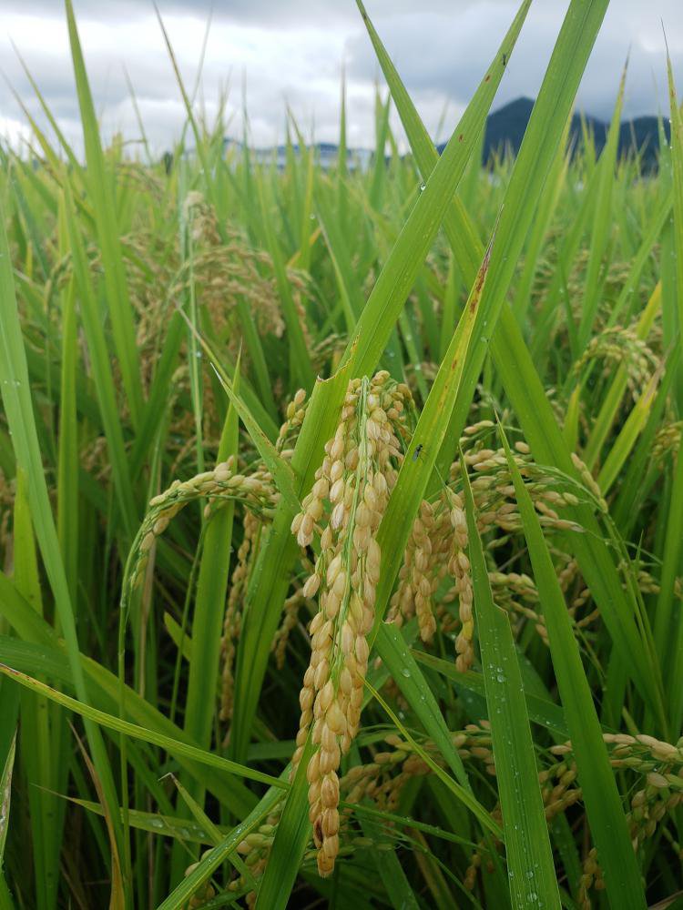 ����нϤ��ʤ����ޤ�����������