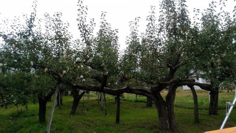 ����2ǯ�٥�ե�󥹼��ϻϤޤ�ޤ���������