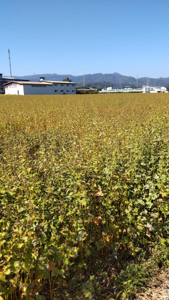 ���С�����