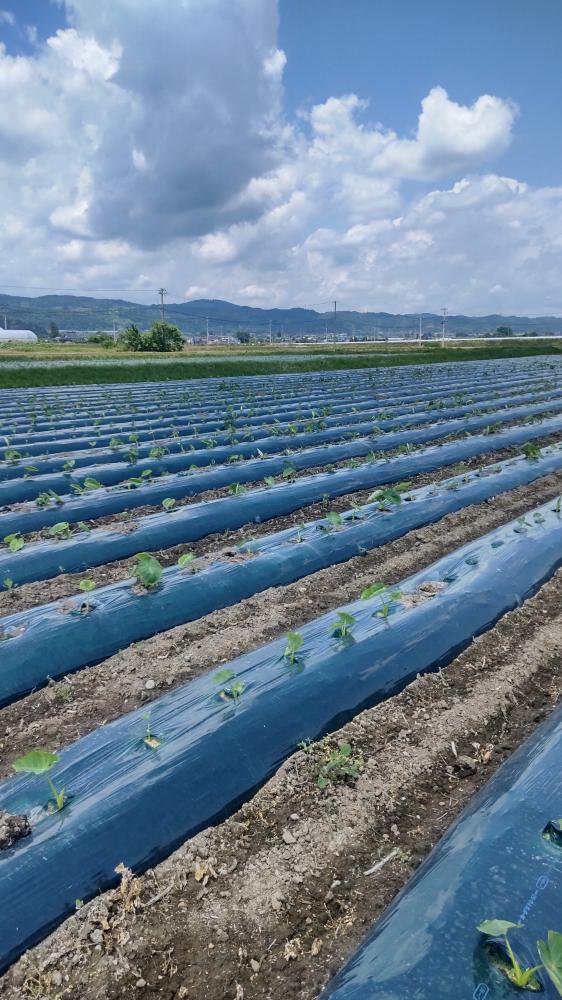 ���Ͱ򡧲���